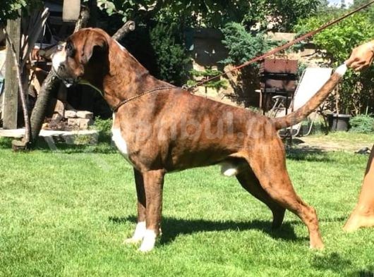 Şecereli Boxer Yavru görsel