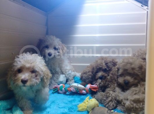 A Scr Muhteşem Toy Poodle  Yavrularimiz görsel