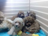 A Scr Muhteşem Toy Poodle  Yavrularimiz
