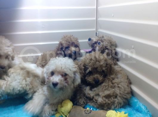 A Scr Muhteşem Toy Poodle  Yavrularimiz görsel