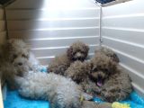 A Scr Muhteşem Toy Poodle  Yavrularimiz