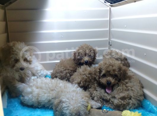 A Scr Muhteşem Toy Poodle  Yavrularimiz görsel