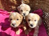 Çiçek gibi Maltipoo bebeklerim