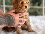Farklı Renklerde Orjinal Poodle Yavrularmız