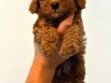 Anne baba scr li toy poodle