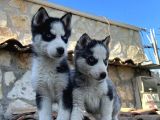 SAFKAN ÇİFT MASKE HUSKY YAVRULARI