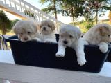 SEPET DOLUSU MALTİPOO YAVRULARI