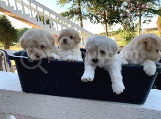 Sepet Dolusu Malti̇poo Yavrulari