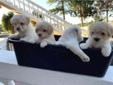 Sepet Dolusu Malti̇poo Yavrulari