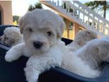 Sepet Dolusu Malti̇poo Yavrulari