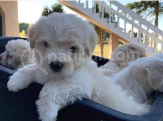 Sepet Dolusu Malti̇poo Yavrulari görsel