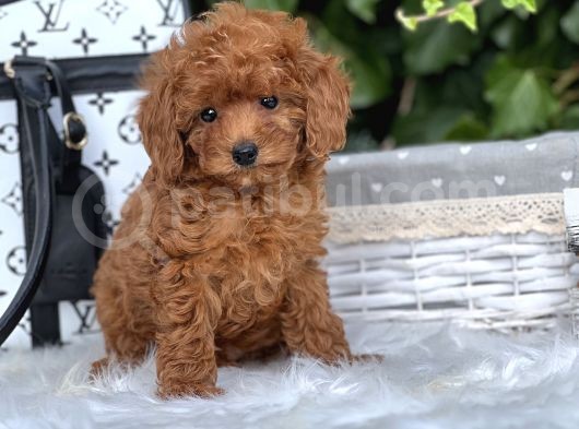 Orjinal Toy Poodle görsel