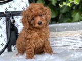 Orjinal Toy Poodle