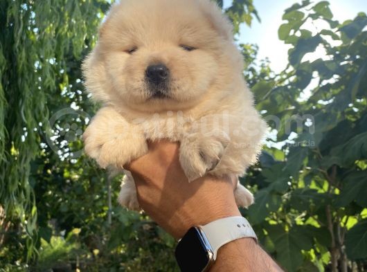 Chow Chow Çi̇n Aslani Tüy Yumaklari görsel