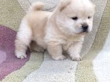 Chow Chow Çi̇n Aslani Tüy Yumaklari