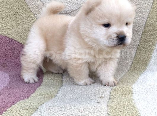 Chow Chow Çi̇n Aslani Tüy Yumaklari görsel