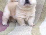 CHOW CHOW ÇİN ASLANI TÜY YUMAKLARI