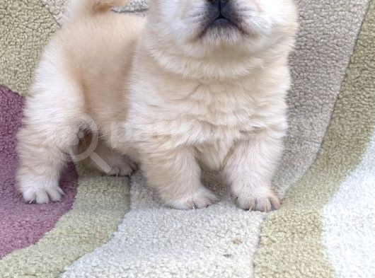 Chow Chow Çi̇n Aslani Tüy Yumaklari