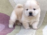 Chow Chow Çi̇n Aslani Tüy Yumaklari