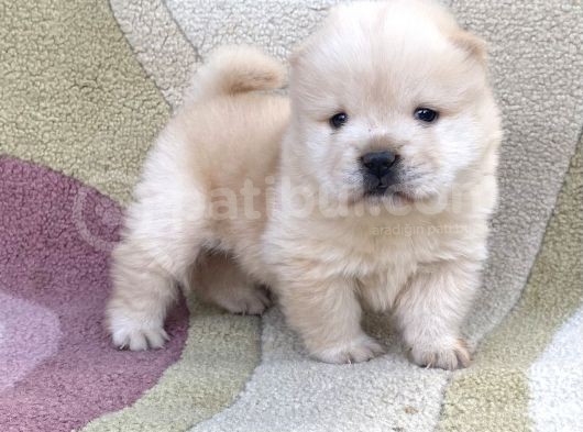 Chow Chow Çi̇n Aslani Tüy Yumaklari görsel