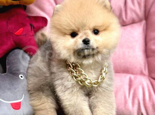 Safkan Pomeranian Boo Yavrularımız görsel