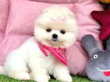 Safkan Pomeranian Boo Yavrularımız