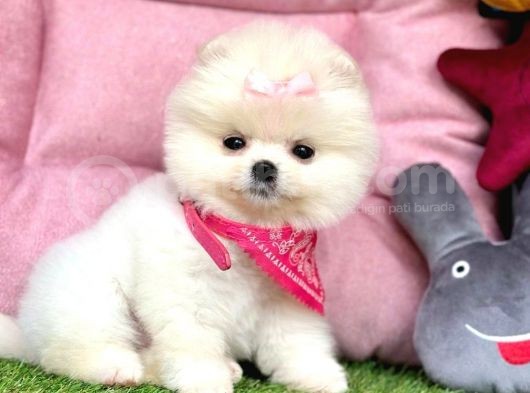 Safkan Pomeranian Boo Yavrularımız görsel