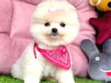 Safkan Pomeranian Boo Yavrularımız