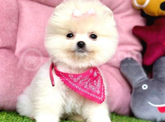 Safkan Pomeranian Boo Yavrularımız