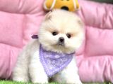 Safkan Pomeranian Boo Yavrularımız