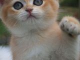 Sempatik Suratlı Ny11 Golden British Shorthair