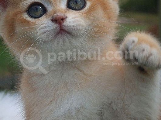 Sempatik Suratlı Ny11 Golden British Shorthair görsel