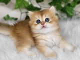 Efsane Tatlı Ny11 Golden British Long Hair