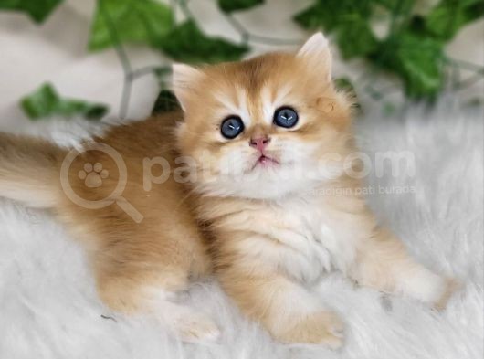 Efsane Tatlı Ny11 Golden British Long Hair görsel