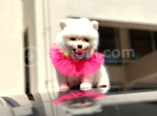 Pomerian Boo Dünyası görsel