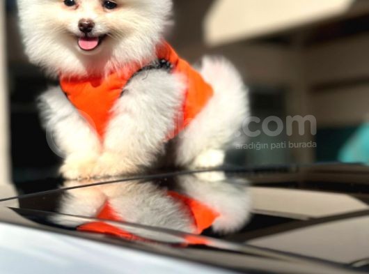 Ayı Surat Pomerian Boo Dünyası görsel