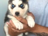 SAFKAN A KALİTE HUSKY YAVRULARI