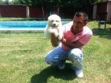 Safkan Samoyed  Yavruları Burkemden