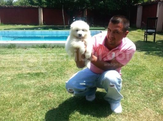 Safkan Samoyed  Yavruları Burkemden görsel