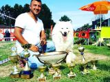 Safkan Samoyed  Yavruları Burkemden