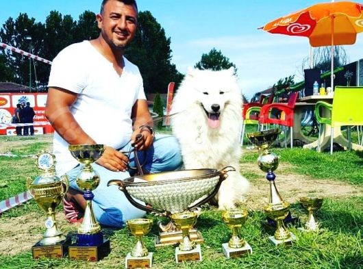 Safkan Samoyed  Yavruları Burkemden görsel