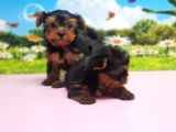 Teacup Yorkshi̇re Terri̇er Yavrular