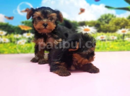 Teacup Yorkshi̇re Terri̇er Yavrular görsel