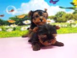 Teacup Yorkshi̇re Terri̇er Yavrular
