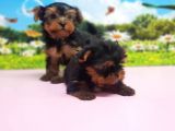 Teacup Yorkshi̇re Terri̇er Yavrular