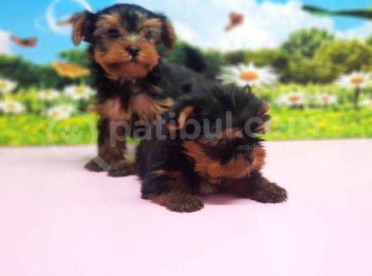 Teacup Yorkshi̇re Terri̇er Yavrular görsel