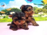Teacup Yorkshi̇re Terri̇er Yavrular