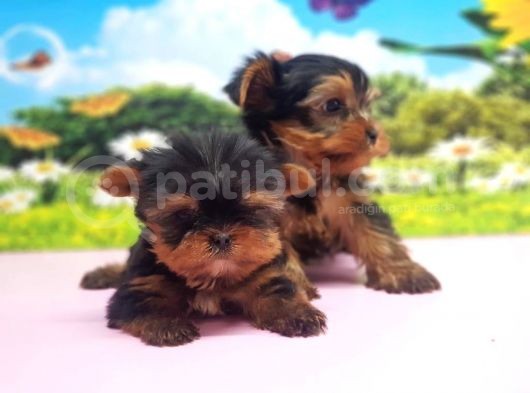 Teacup Yorkshi̇re Terri̇er Yavrular görsel