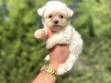 Mini Boy Orji̇nal Maltese Terri̇er Bebekler