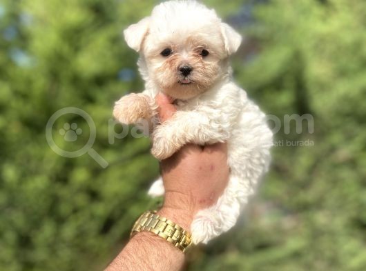 Mini Boy Orji̇nal Maltese Terri̇er Bebekler görsel